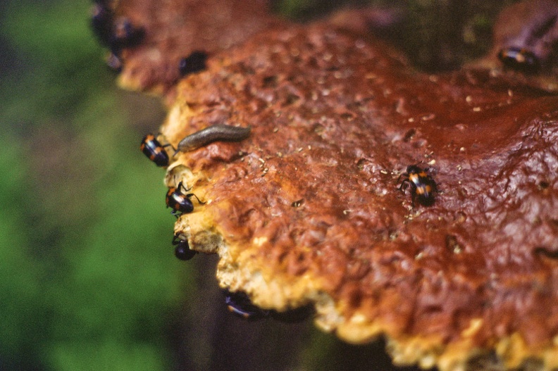 A Trail called Swift Camp Creek - 11 - Snail wanders on fungus during beetle mating.jpg